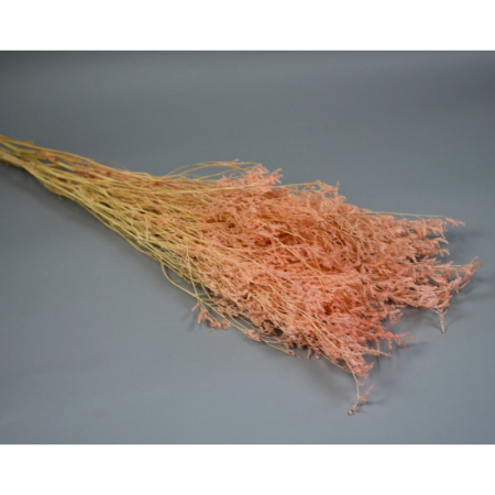 Plante uscate - Limonium Caspia