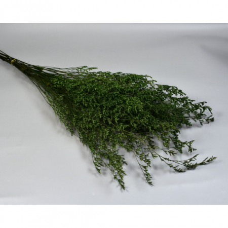 Plante uscate mari - Limonium Caspia