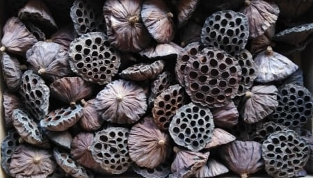 Plante uscate mici - Lotus 8-12 cm