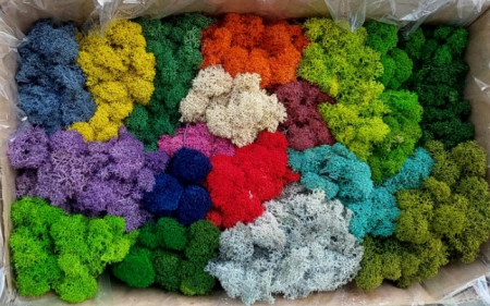 Licheni stabilizati, multicolor, 500 g [1]