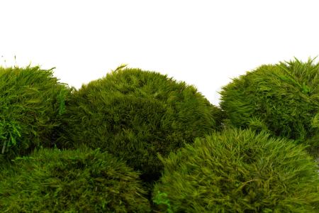 Muschi - muschi plat