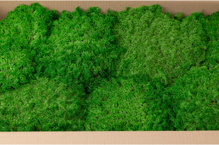 Muschi - Muschi plat sphagnum