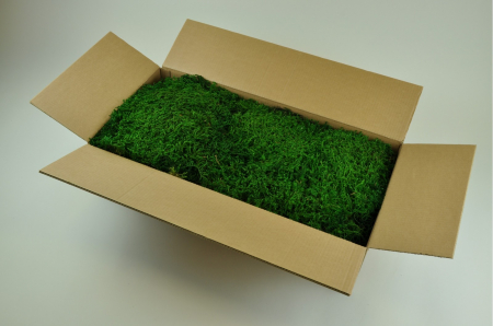 Muschi plat fir lung (lycopodium) [1]