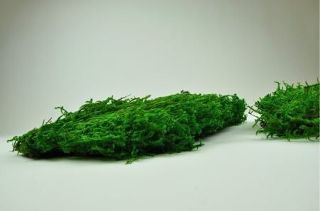 Muschi - Muschi plat fir lung (lycopodium)