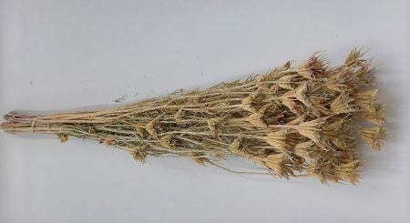 Plante uscate mari - nigella