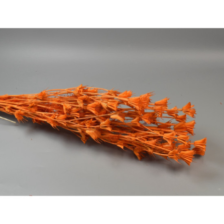 Plante uscate mari - nigella