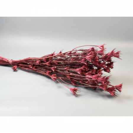 nigella [1]
