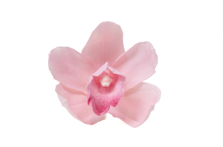 Trandafiri criogenati - Orhidee Cymbidium Roz Stabilizata