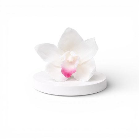 Trandafiri criogenati - Orhidee Cymbidium alb stabilizată naturală – floare decorativă pentru interior