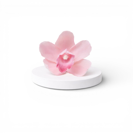 Trandafiri criogenati - Orhidee Cymbidium roz stabilizată naturală – floare decorativă pentru interior