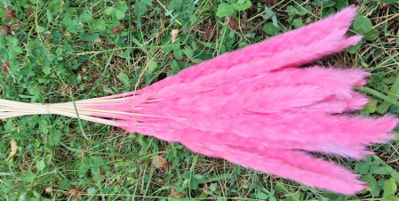 Plante uscate mari - pampas uscat