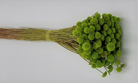 Plante uscate - Pavao