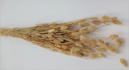 Plante uscate - Phalaris