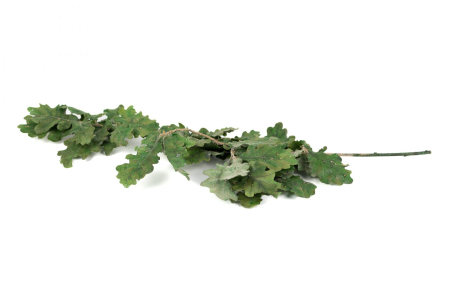 Plante & frunze - Frunze Artar