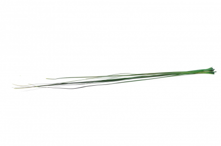 Bear grass [1]