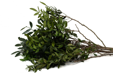 Plante & frunze - Pistacia