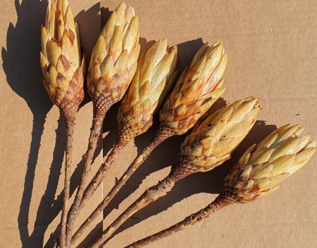 Plante uscate mari - Protea