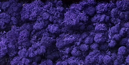 Licheni cu radacini - Licheni Purple