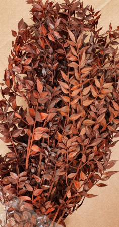 Plante stabilizate - Ruscus stabilizat