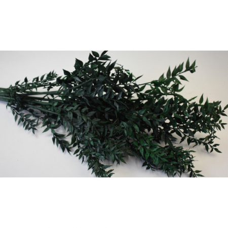 Plante stabilizate - Ruscus stabilizat