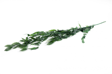 Plante & frunze - Ruscus stabilizat