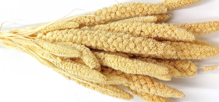 Plante uscate mari - Setaria (Muhar)