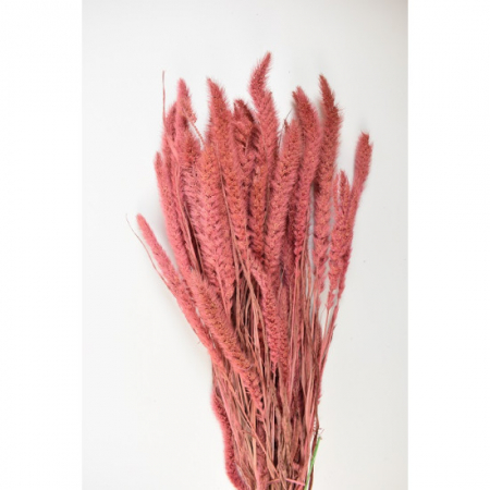 Setaria (Muhar) [1]
