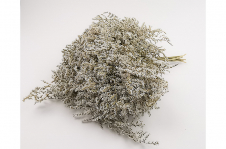 Plante uscate mari - Statica Tatarica (Limonium) Natur