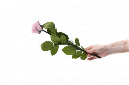 Trandafir criogenat cu tija 30cm roz [1]