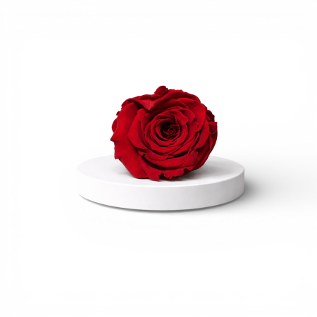 Plante stabilizate - Trandafir criogenat mărime XL – floare stabilizată naturală