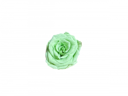 Trandafir criogenat XS (mini) 2.5 - 3cm [2]