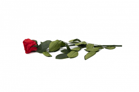 Trandafir criogenat cu tija 45cm rosu [1]