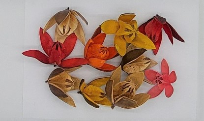 Plante uscate mici - wild lily