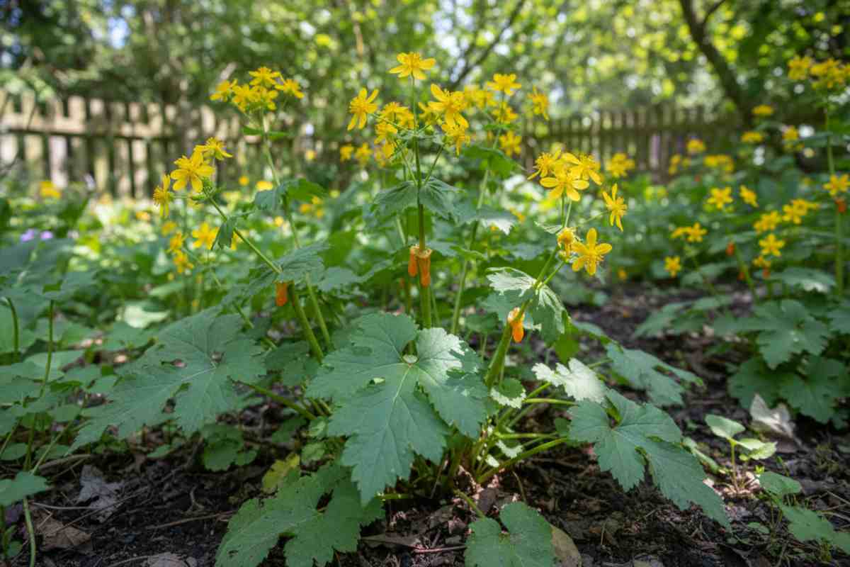 Rostopasca - beneficii terapeutice, proprietăți și mod de administrare pentru echilibrul organismului