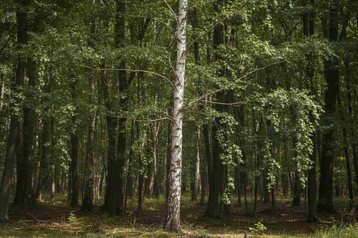 2. Ce este mesteacanul si speciile principale_Mesteacan alb in habitat natural, evidentiind scoarta caracteristica si portul elegant