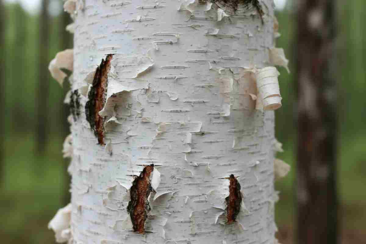 6. Scoarta de mesteacan si alte parti utilizabile_Detaliu al scoartei de mesteacan cu textura si stratificarea caracteristica