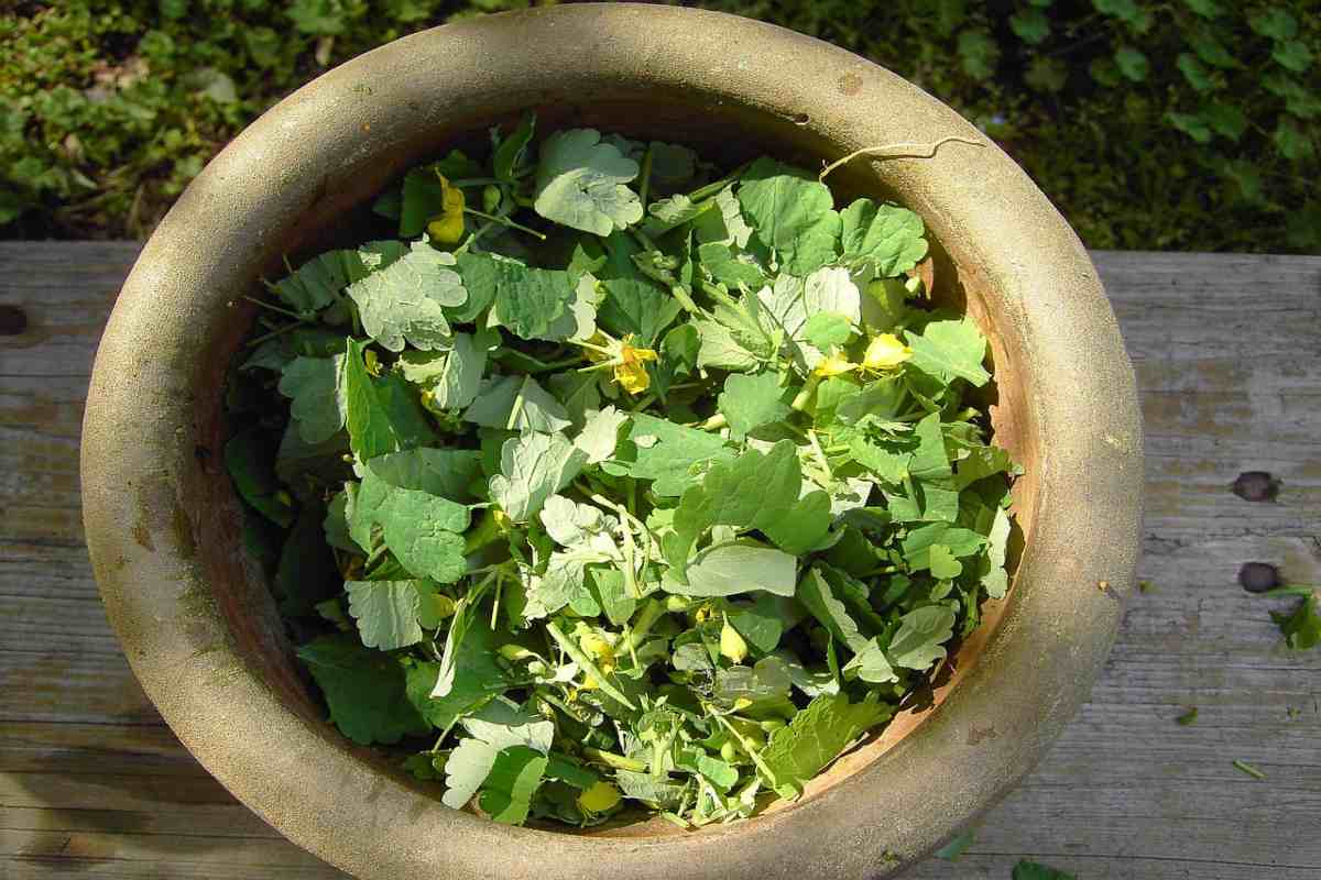 8. Recomandari pentru utilizarea sigura a rostopascai_Bol cu flori si frunze de rostopaca, masa din lemn, curte, plante