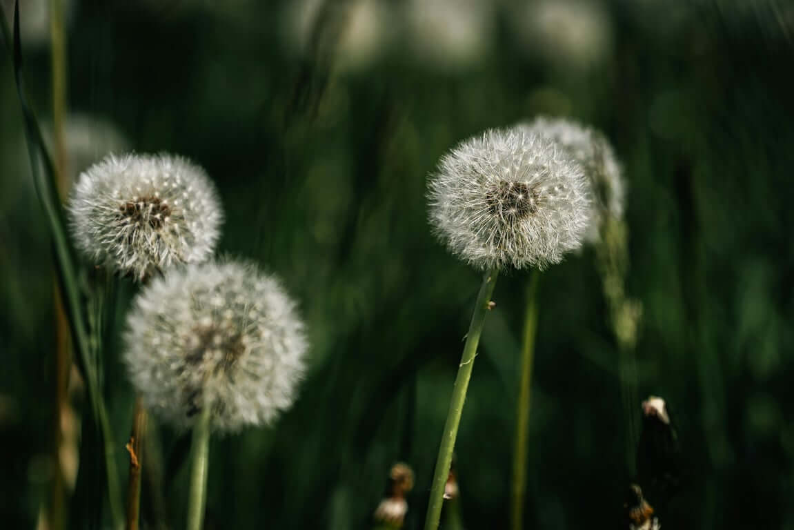 Păpădie: beneficii terapeutice, proprietăți și moduri de consum (ceai, frunze, tinctură)