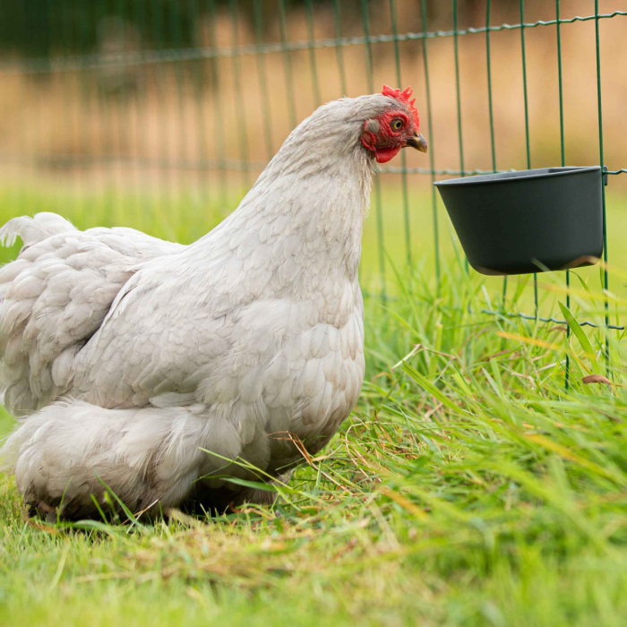 Bol pentru apa sau hrana 800ml [3]