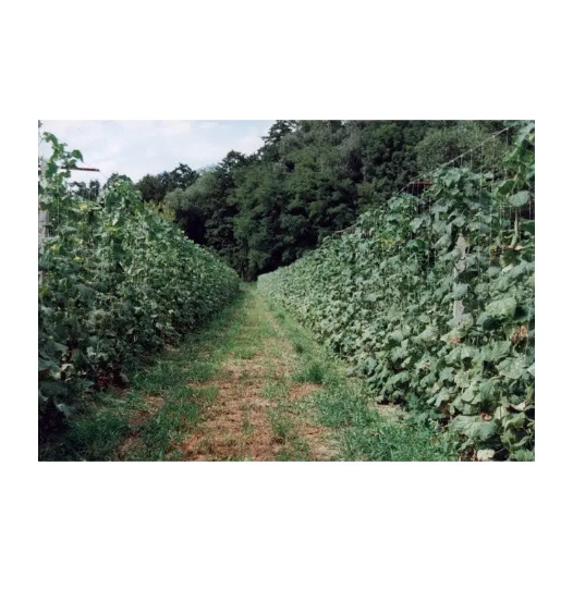 Plasa suport plante Horti-Plant alba, 15x15 cm 1.5 x 10m [5]