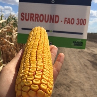 Seminte Porumb hibrid Suround FAO 300 25000k [3]