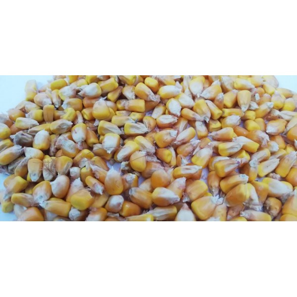 Seminte Porumb hibrid Darius FAO 390 25000k [2]