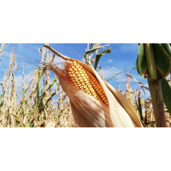 Seminte Porumb hibrid Basilic FAO 340 50000k [2]