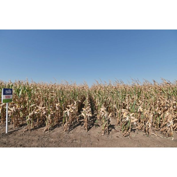 Seminte Porumb hibrid Suporto FAO 290 50000k [2]