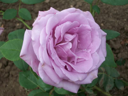 Trandafir teahibrid Sterling Silver [2]