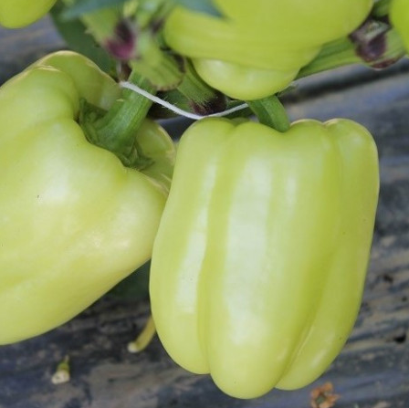 Legume - Ardei gras Getic 0.3gr