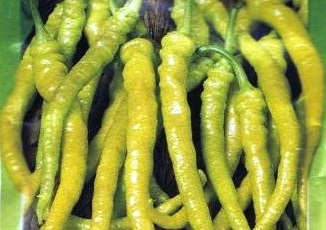 Legume - Ardei iute Chorbadjiiski 5gr EC
