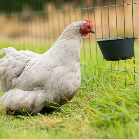 Bol pentru apa sau hrana 800ml [2]