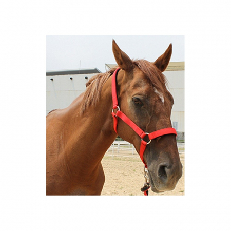 Cai - Capastru echitatie 2,5 cm/full