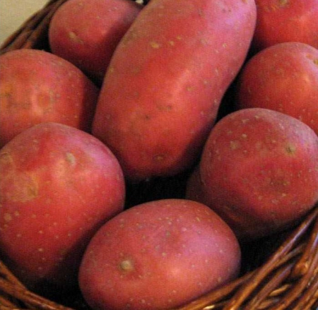 Cartofi de samanta rosii Lady Rosetta 5kg clasa 28/35 Olanda [1]